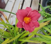 Daylily, Cranberry Baby