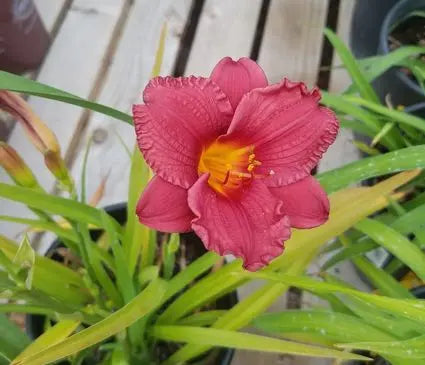 Daylily, Cranberry Baby
