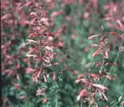 Agastache, Double Bubble Mint