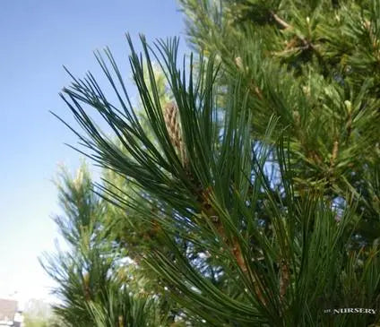 Pine, Swiss Stone