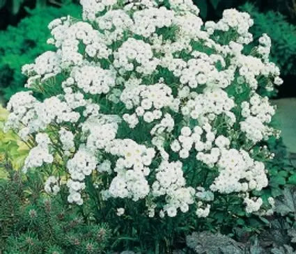 Yarrow, Common White