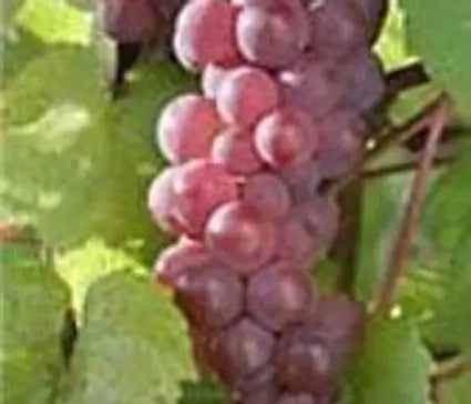 Grape, Seedless Flambeau
