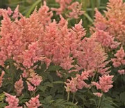 False Spirea, Peach Blossom
