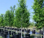 Elm, New Harmony