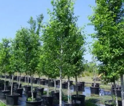 Elm, New Harmony