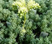 Sedum, Turquoise Tails