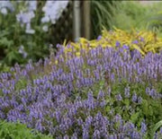Meadow Sage, Blue Hill