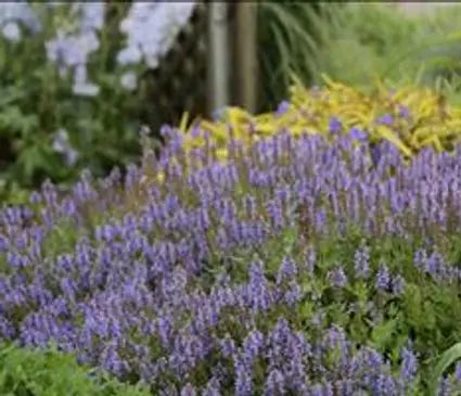 Meadow Sage, Blue Hill