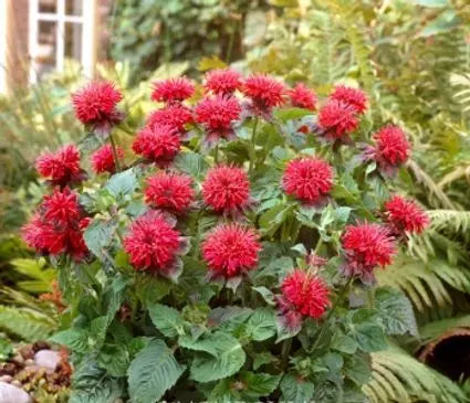 Bee Balm, Fireball (Bergamot)