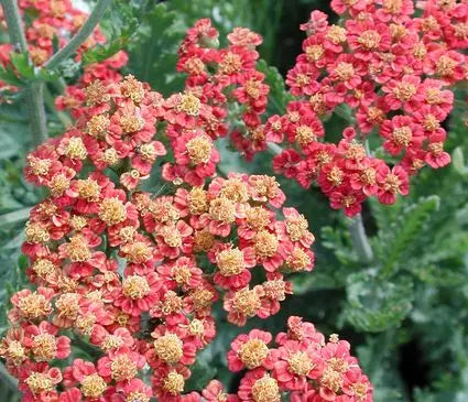 Yarrow, Fireland