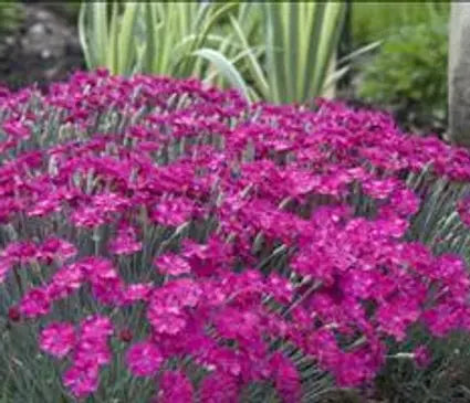 Dianthus, Neon Star