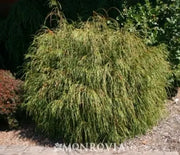 Arborvitae, Whipcord