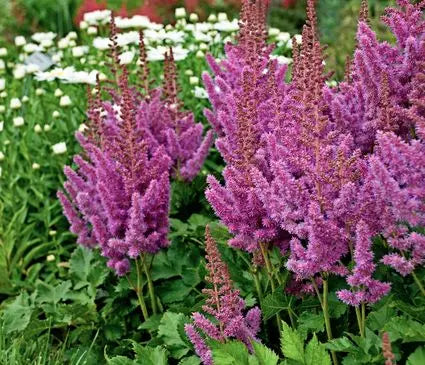 False Spirea, Vision in Pink