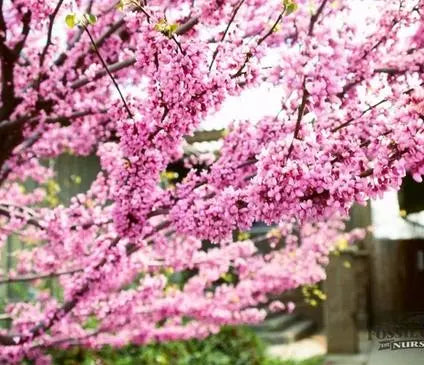 Redbud, Eastern