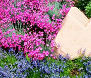Dianthus, Fire Witch