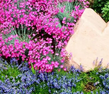 Dianthus, Fire Witch