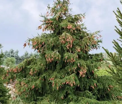 Spruce, Norway Acrocona