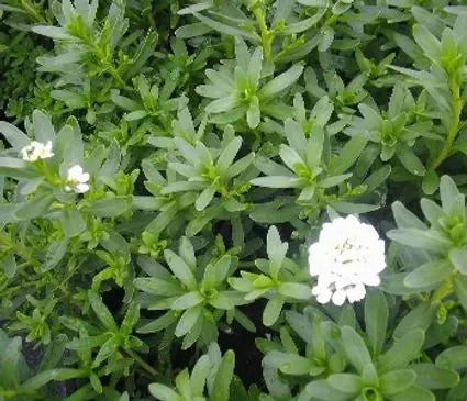 Candytuft, Alexander's White