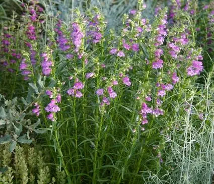 Penstemon, Shadow Mountain