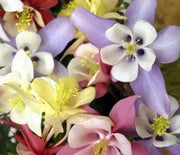 Columbine, Origami Mix