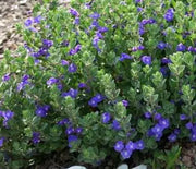 Skullcap, Prairie 'Smoky Hills'