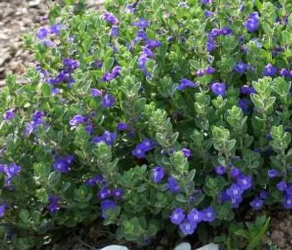 Skullcap, Prairie 'Smoky Hills'