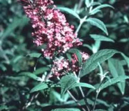 Butterfly Bush, Pink Charm