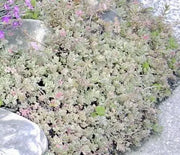 Sedum, Tri Colored