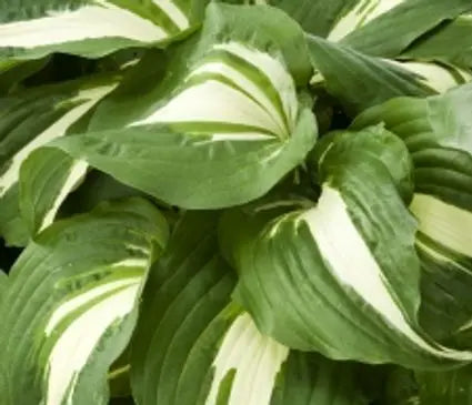 Hosta, Night Before Christmas