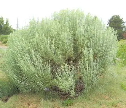 Rabbitbrush, Tall Blue