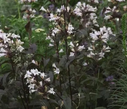 Penstemon, Husker Red