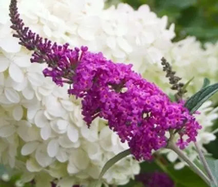 Butterfly Bush, Miss Ruby