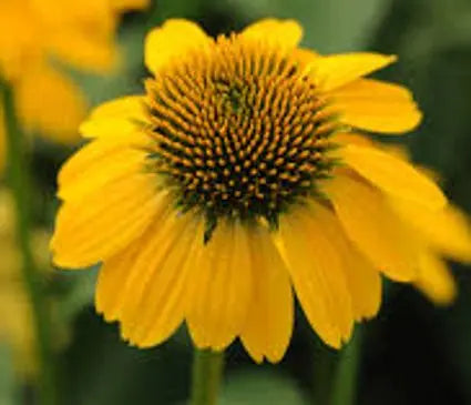 Coneflower, Sombrero Lemon