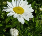 Daisy, Silver Princess Shasta