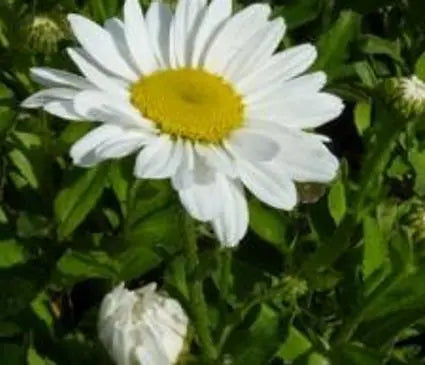 Daisy, Silver Princess Shasta