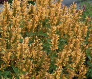 Agastache, Kudos Gold