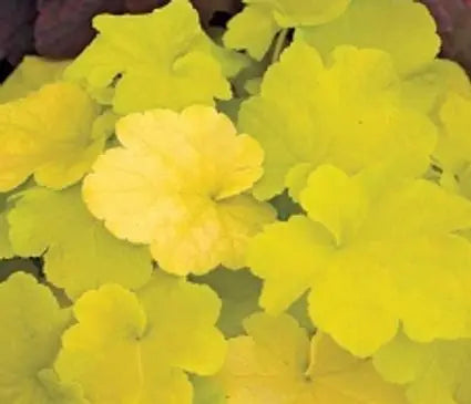 Coral Bells, Citronelle