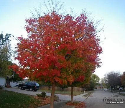 Oak, Red