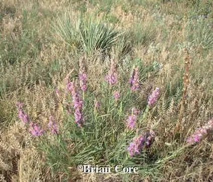 Gayfeather, Spotted (Native)