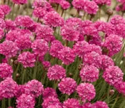 Sea Thrift, Splendens
