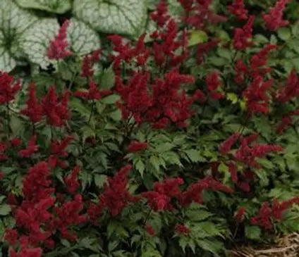 False Spirea, Fanal