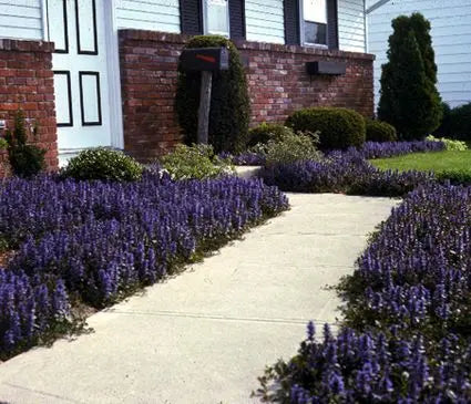 Ajuga, Bronze Beauty