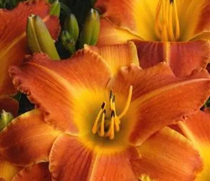 Daylily, Bright Sunset
