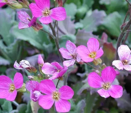 Rock Cress, Compinkie