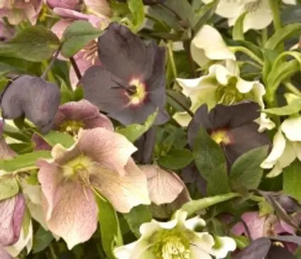 Lenten Rose, Royal Heritage