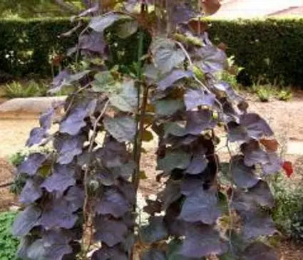Redbud, Ruby Falls