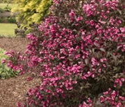Weigela, Fine Wine