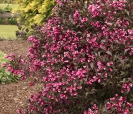 Weigela, Fine Wine