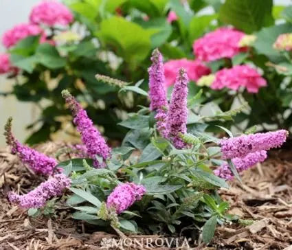 Butterfly Bush, Lo & Behold® Pink Micro Chip