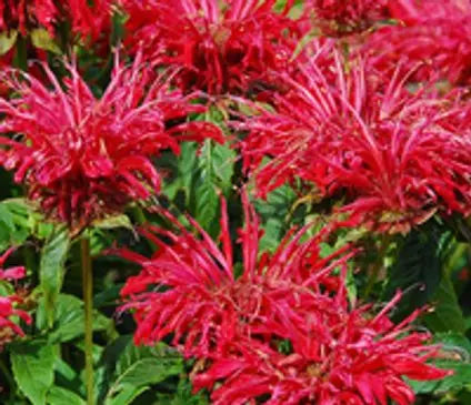 Bee Balm, Fire Marshall (Bergamot)